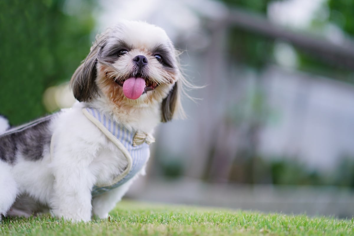 7 Best Zinc Supplements for Dogs