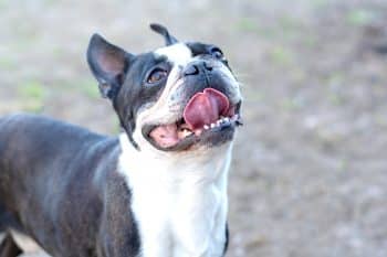 8 Best Chicken-Free Dog Treats