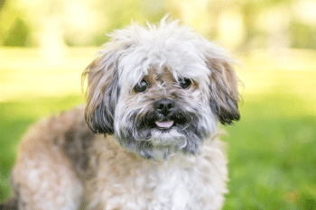 8 Best High Fiber Dog Treats 8 Best High Fiber Dog Treats