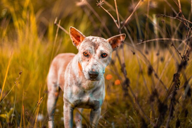 8 Best Weight Gain Supplements For Dogs 8 Best Weight Gain Supplements For Dogs