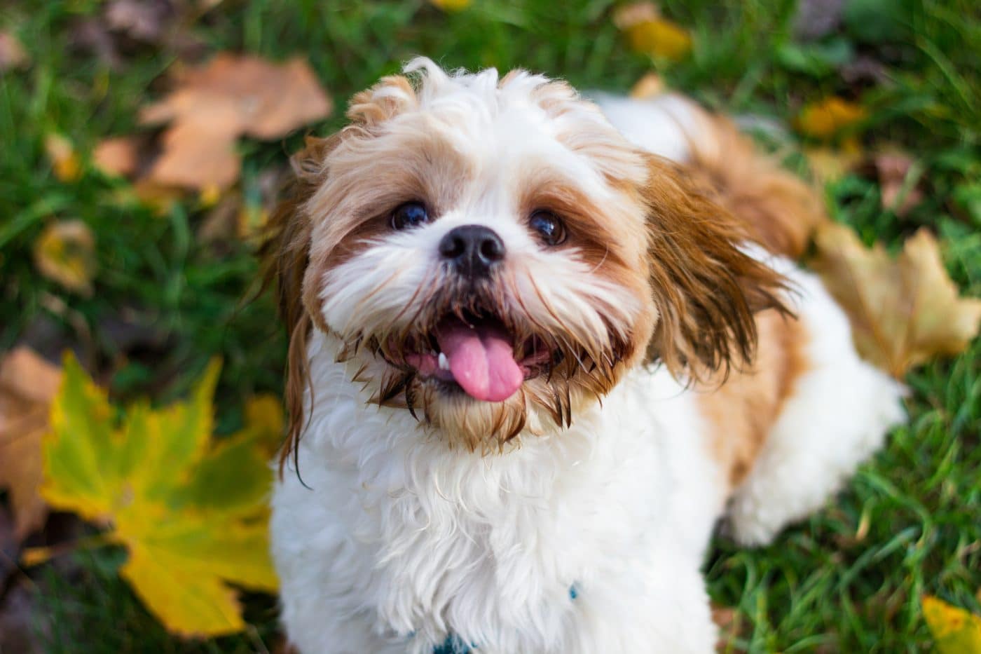 9 Best Alkaline Dog Foods 9 Best Alkaline Dog Foods