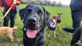 9 Best Antioxidant Supplements for Dogs 9 Best Antioxidant Supplements for Dogs