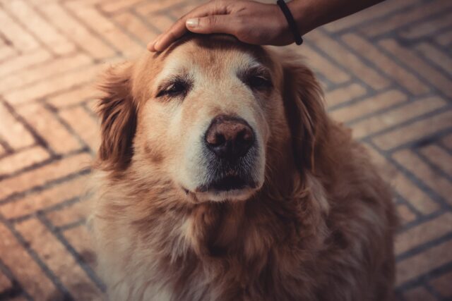 9 Best Arthritis Supplements for Dogs 9 Best Arthritis Supplements for Dogs