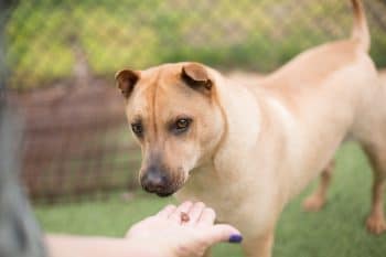 9 Best Budget Friendly Dog Treats