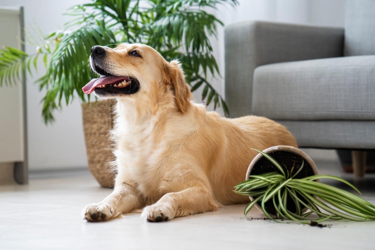 9 Best Door Scratch Protectors for Dogs 9 Best Door Scratch Protectors for Dogs