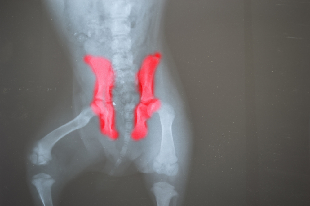 9 Best Hip Dysplasia Supplements for Dogs [2025]