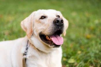9 Best Holistic Dog Treats