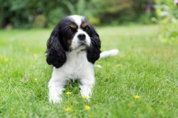 9 Best Pork Dog Treats