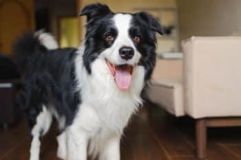 9 Best Spirulina Supplements for Dogs 9 Best Spirulina Supplements for Dogs