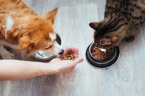 A Pet Parent’s Checklist for Your House Sitter A Pet Parent’s Checklist for Your House Sitter