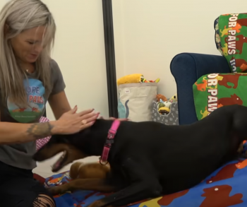 Abandoned Doberman Overcomes Genetic Condition to Find New Hope and Unconditional Love Abandoned Doberman Overcomes Genetic Condition to Find New Hope and Unconditional Love