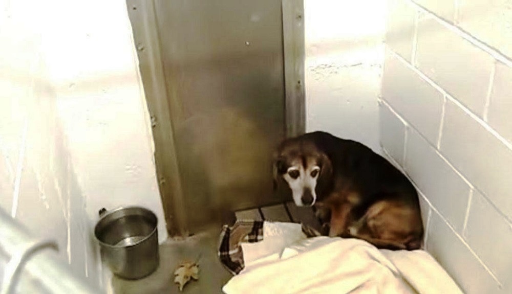 After 764-Days Apart, Dad Wonders If Missing ‘Senior Dog’ Would Recognize Him Again
