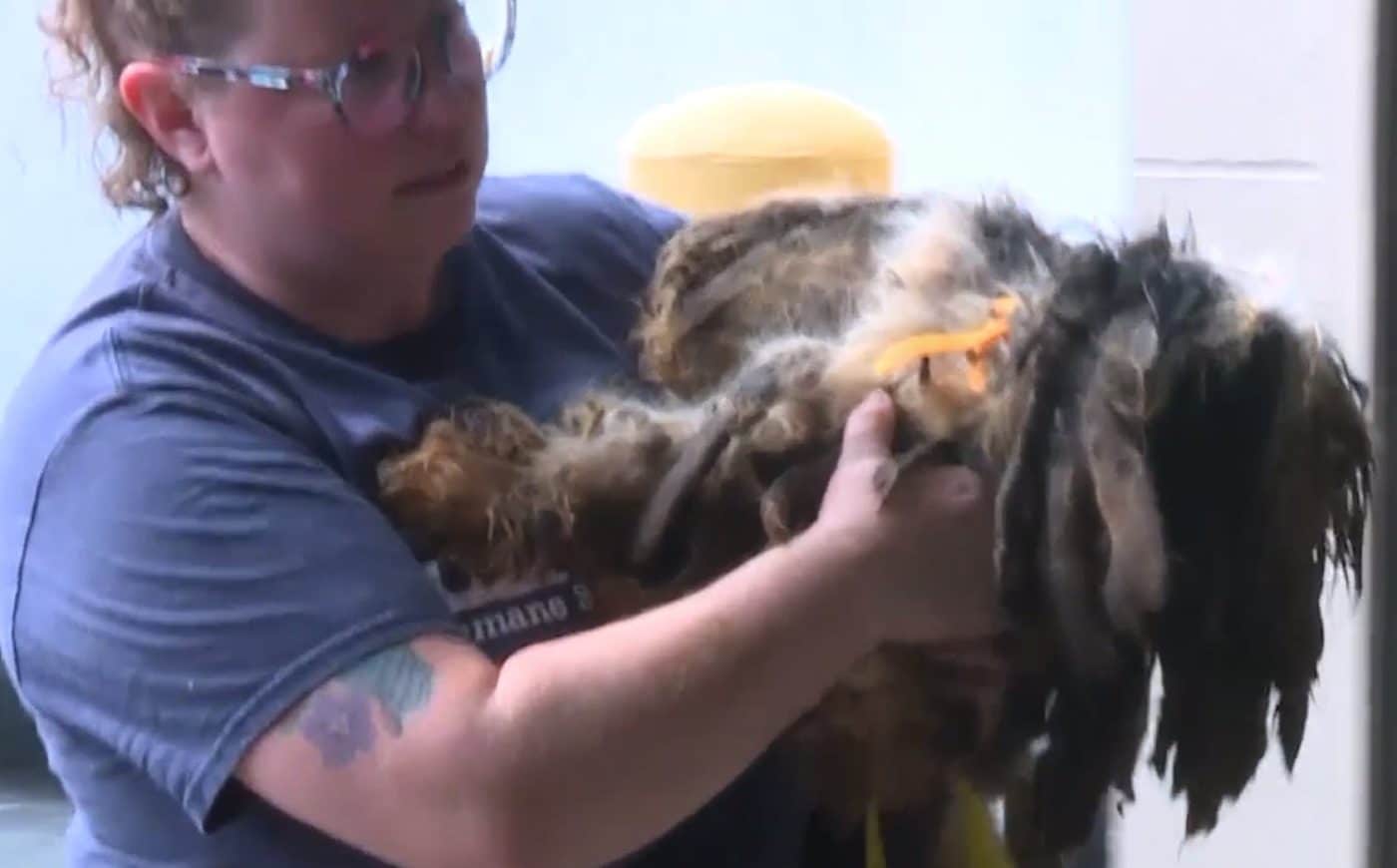 Animal Cruelty Task Force Saves 224 Animals From Severe Hoarding Situation Animal Cruelty Task Force Saves 224 Animals From Severe Hoarding Situation