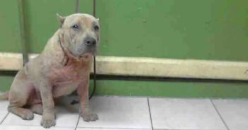 As Her Turn On The ‘Kill-List’ Drew Closer, ‘Ugly’ Dog Believed Her Time Was Up As Her Turn On The ‘Kill-List’ Drew Closer, ‘Ugly’ Dog Believed Her Time Was Up