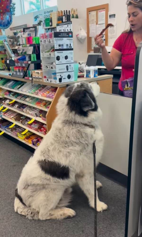 Big Dog Visits Florida Pharmacy Every Day for the Sweetest Reason Big Dog Visits Florida Pharmacy Every Day for the Sweetest Reason