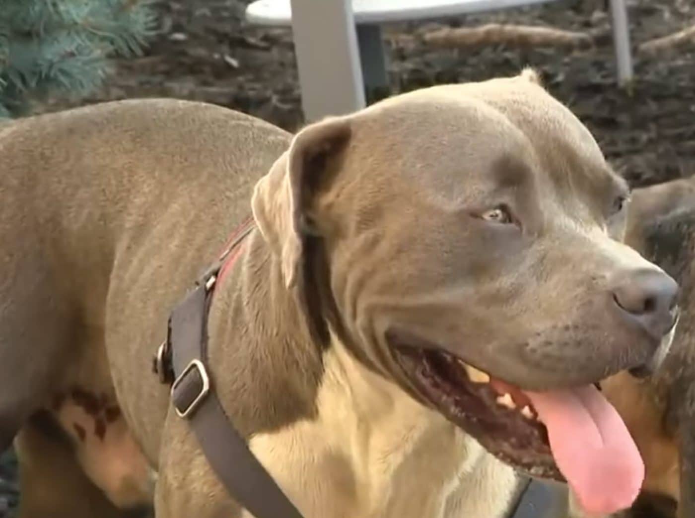 Brave Dog Leads Stranger to Two Unconscious People at Local Encampment Brave Dog Leads Stranger to Two Unconscious People at Local Encampment