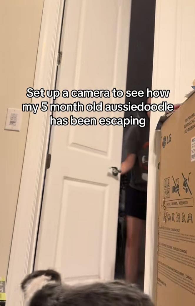 Camera Captures Clever Puppy Outsmarting Door Lock to Escape Room