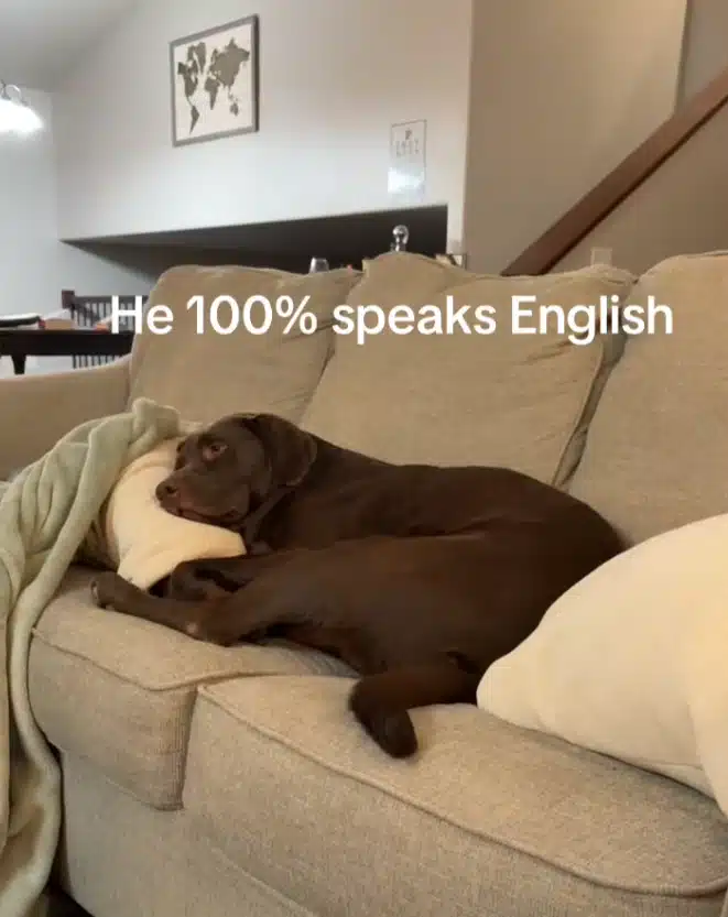 Chocolate Lab Wags Tail on Command in Perfect Response to Owner Chocolate Lab Wags Tail on Command in Perfect Response to Owner