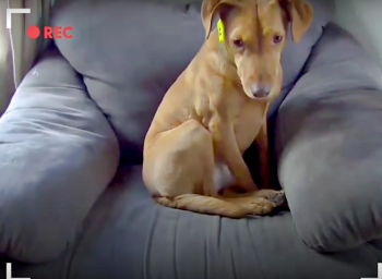 Couple Sets Up Camera, Catches Cat Comforting Their Distressed Dog Couple Sets Up Camera, Catches Cat Comforting Their Distressed Dog