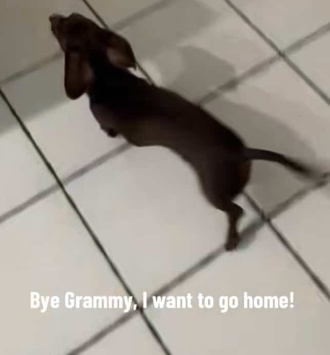 Dachshund’s Hilarious Dash to Carrier Signals It’s Time to Go Home Dachshund’s Hilarious Dash to Carrier Signals It’s Time to Go Home