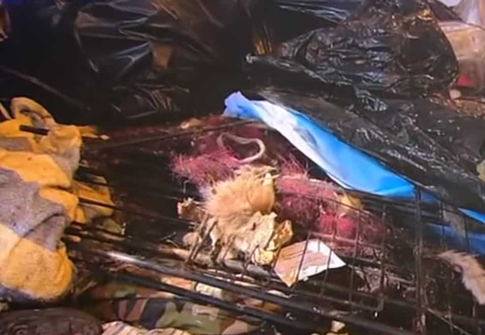 Decomposing Dogs Found Behind Locked Doors in Abandoned House