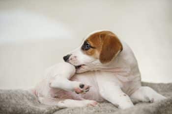 Ditch the Itch With 15 Solutions That Help Dogs Stop Scratching Ditch the Itch With 15 Solutions That Help Dogs Stop Scratching