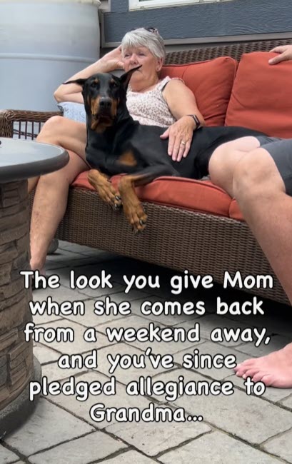 Doberman Gives Owner Cold Shoulder After Spending Just One Night With Grandma Doberman Gives Owner Cold Shoulder After Spending Just One Night With Grandma