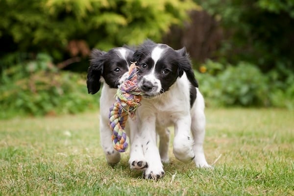 Dog Boarding vs. Day Care for Puppies