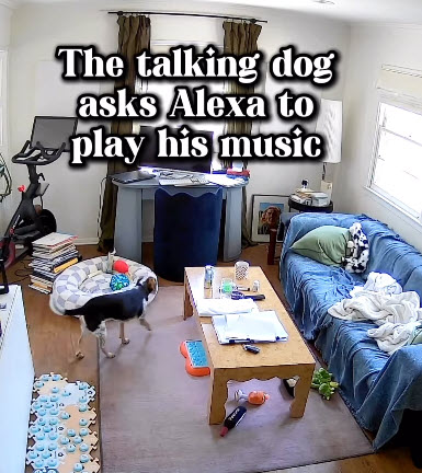 Dog Captured on Pet Cam Starting His Own Alexa Music Session Dog Captured on Pet Cam Starting His Own Alexa Music Session