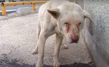 Dog Combed The Streets For Owner, Finds Scent On Blanket And Locket Dog Combed The Streets For Owner, Finds Scent On Blanket And Locket