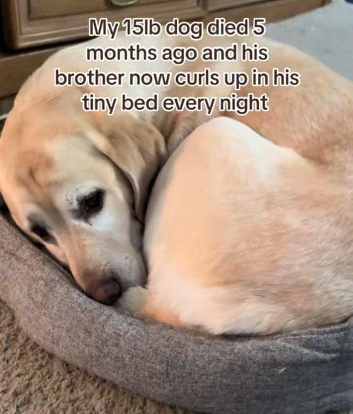 Dog Comforts Himself in Late Sibling’s Tiny Bed Months After Loss Dog Comforts Himself in Late Sibling’s Tiny Bed Months After Loss