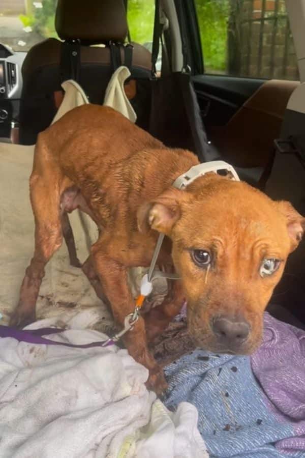 Dog Crying for Help Finds Hero Who Won’t Let Him Suffer Again Dog Crying for Help Finds Hero Who Won’t Let Him Suffer Again