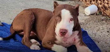 Dog Made Herself A Bed With Tattered Blanket And Lingered For A Lifeline Dog Made Herself A Bed With Tattered Blanket And Lingered For A Lifeline