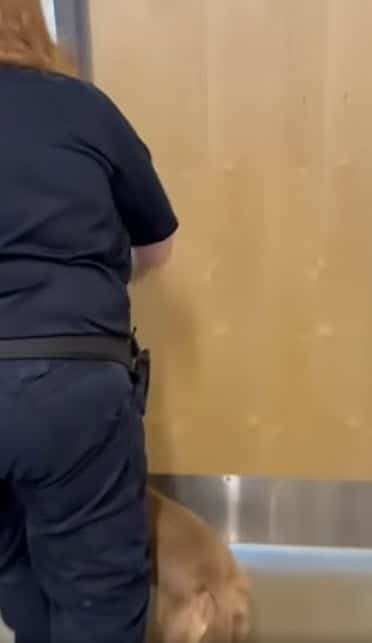Dog Reunites With Owner After Shelter Makes Unexpected Discovery Dog Reunites With Owner After Shelter Makes Unexpected Discovery