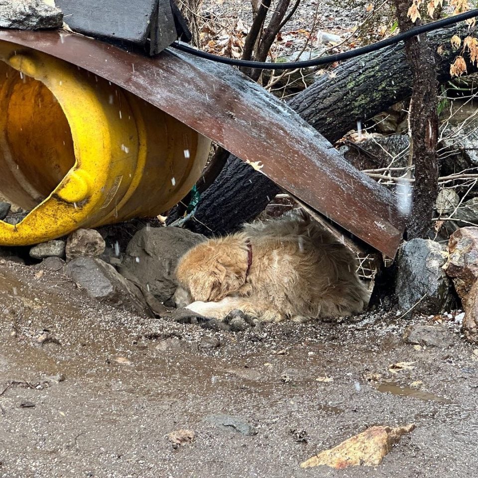 Dog Spent 10-Years Chained Near a Cliff Before Rescuers Finally Saved Him Dog Spent 10-Years Chained Near a Cliff Before Rescuers Finally Saved Him