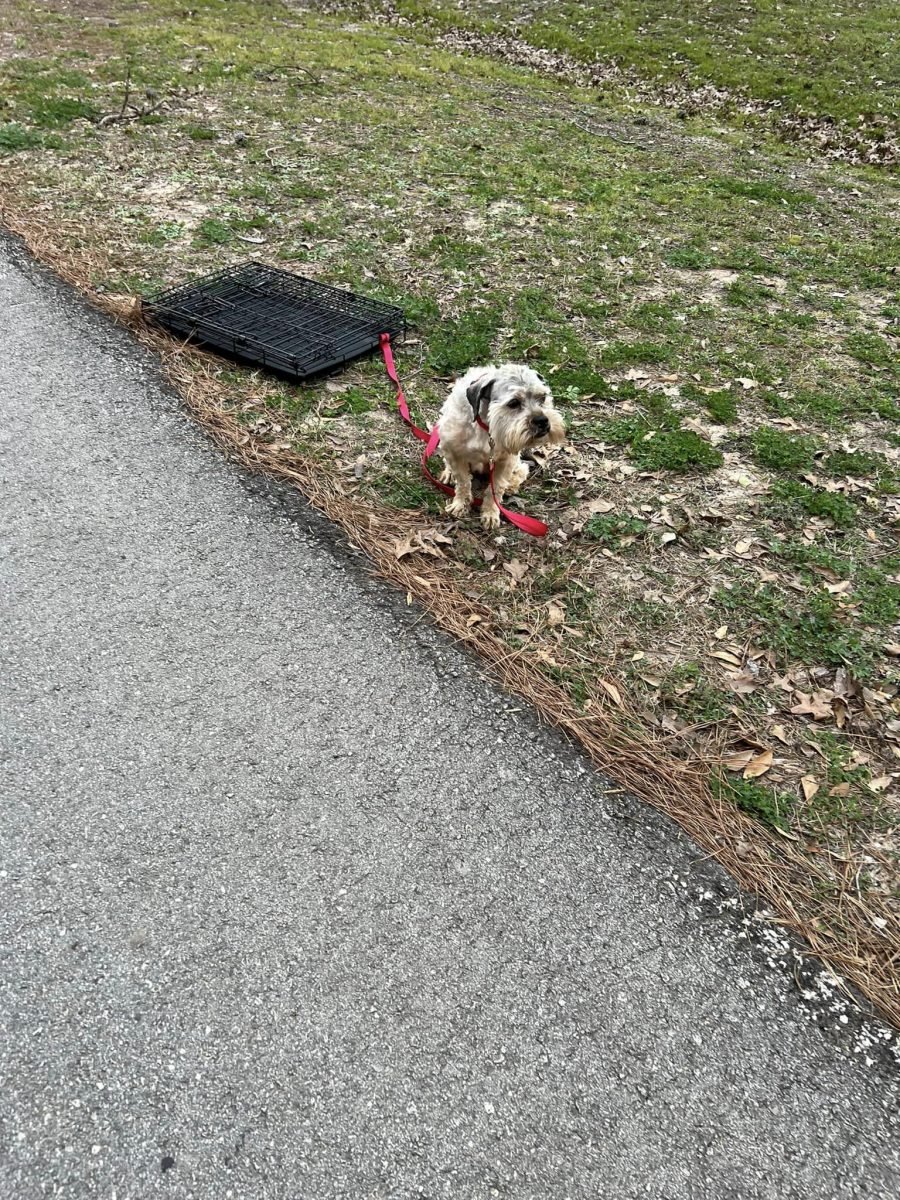 Dog Tied to Crate in Park Finds Hope After Kind Woman Rescues Him Dog Tied to Crate in Park Finds Hope After Kind Woman Rescues Him