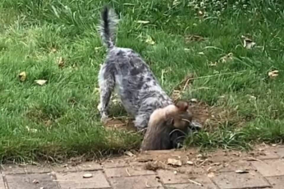 Dog Tries to Bury Her New Puppy Sister in Hilarious Sibling Rivalry Moment Dog Tries to Bury Her New Puppy Sister in Hilarious Sibling Rivalry Moment