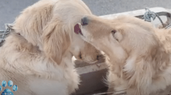 Dogs Say A ‘Touching Goodbye’ When Man Can’t Afford To Purchase Both Of Them Dogs Say A ‘Touching Goodbye’ When Man Can’t Afford To Purchase Both Of Them