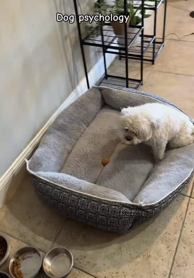 Dog’s Treat Tactics Go Viral After Brothers Leave for Groomers Dog’s Treat Tactics Go Viral After Brothers Leave for Groomers