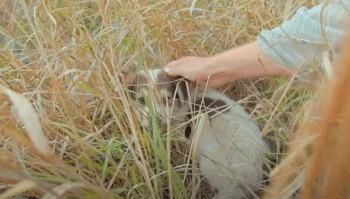 Dumped Puppy Grabs Woman And Asks To Go Home With Her