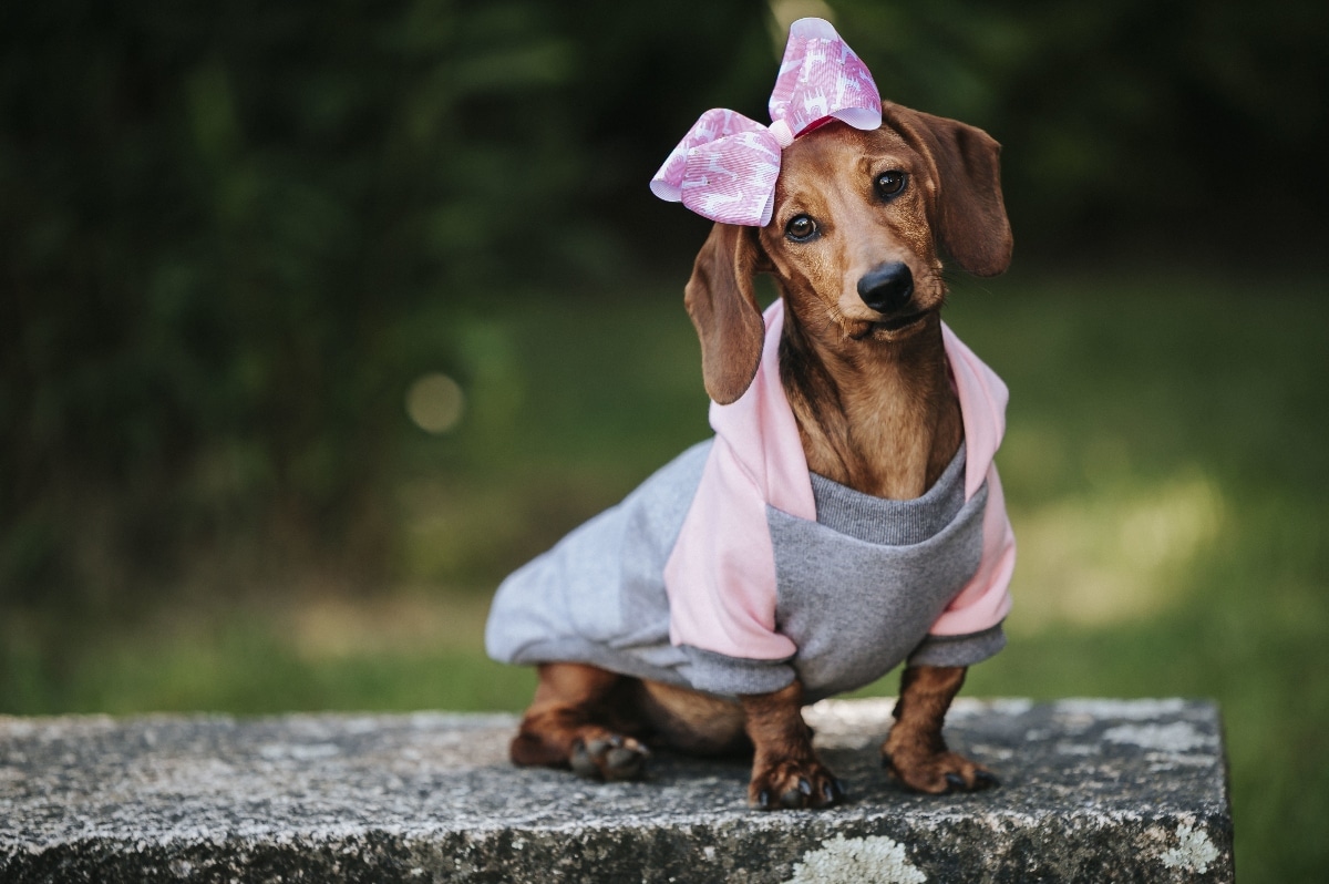 Every Find On This List Is Made Just Right for Small Dogs