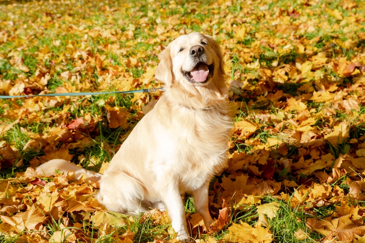 Fetch Fall Vibes With These Seasonal Dog Must-Haves Fetch Fall Vibes With These Seasonal Dog Must-Haves