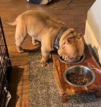 Food Lovin’ Bully Pauses Mid Meal To Give Human A Message Food Lovin’ Bully Pauses Mid Meal To Give Human A Message