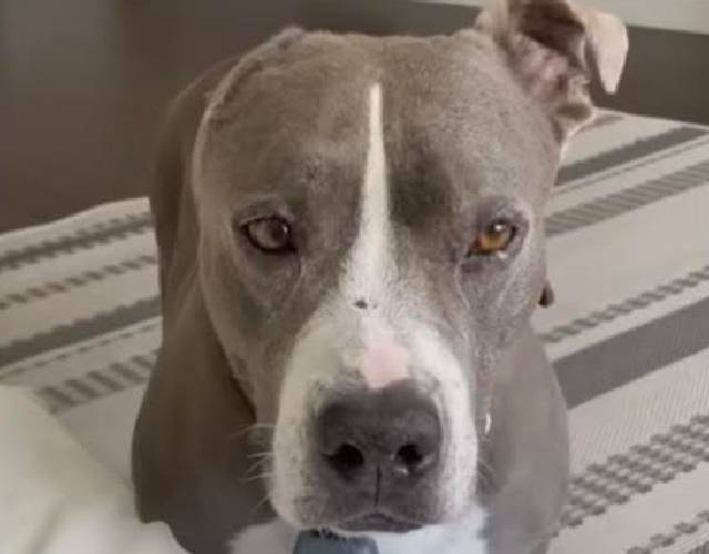 Former Fighting Dog Never Had A Toy, Now He Frolics To Show Them Off