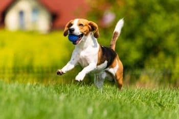 Go Green With These 15 Amazon Eco-Friendly Dog Essentials Go Green With These 15 Amazon Eco-Friendly Dog Essentials