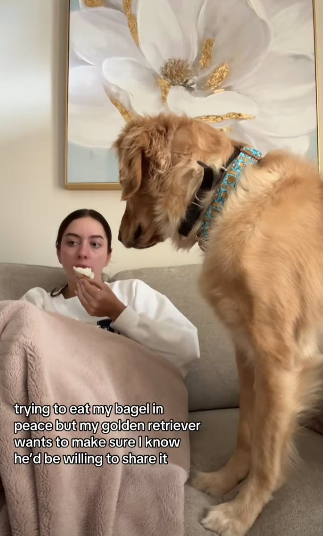 Golden Retriever Politely Begs for Bagel, Owner Can’t Resist the Stare