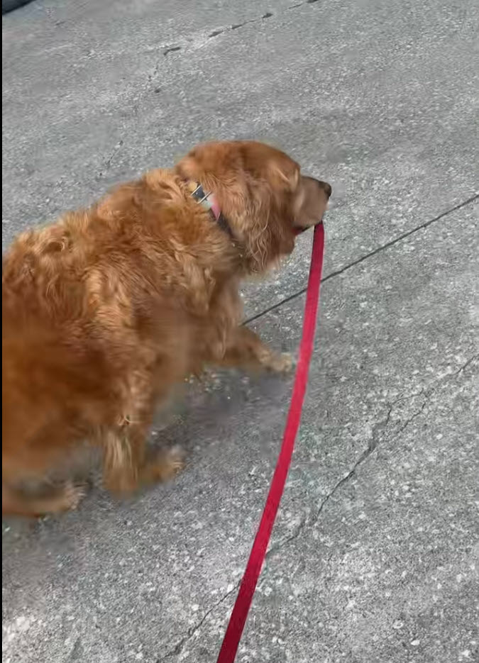 Golden Retriever Walks Himself Home After Disagreeing With Dog Walker’s Route Golden Retriever Walks Himself Home After Disagreeing With Dog Walker’s Route