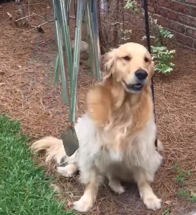 Golden Retriever ‘Plays’ Wind Chimes Every-Day And ‘Sings Along’ To Them Golden Retriever ‘Plays’ Wind Chimes Every-Day And ‘Sings Along’ To Them