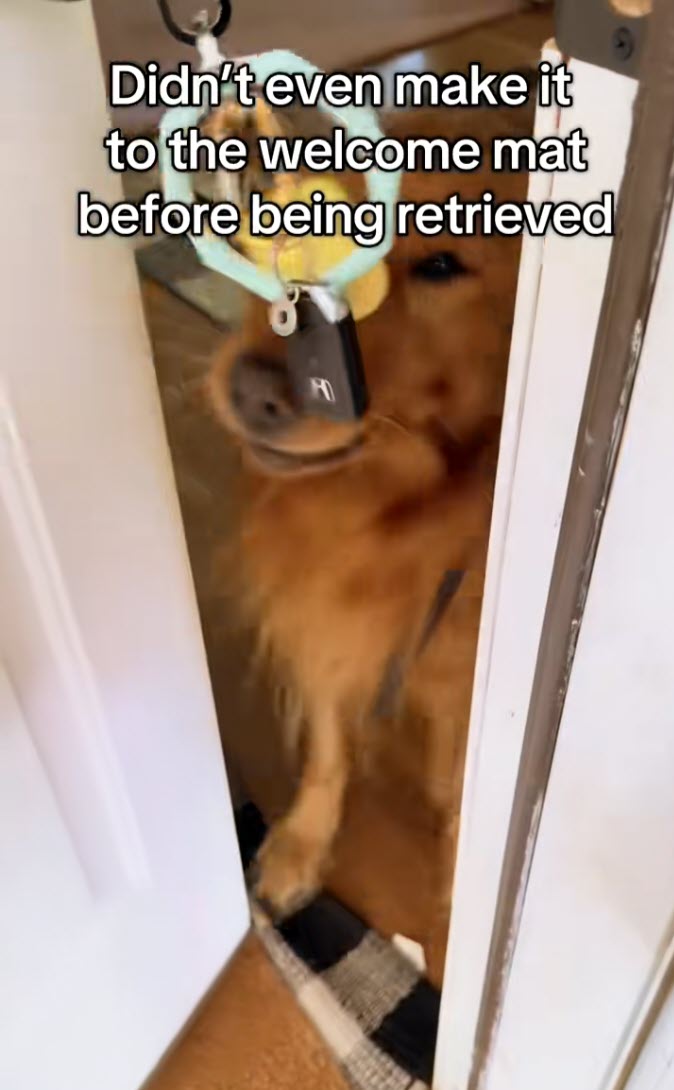 Golden Retriever ‘Retrieves’ Owner in Viral Welcome Home Video Golden Retriever ‘Retrieves’ Owner in Viral Welcome Home Video