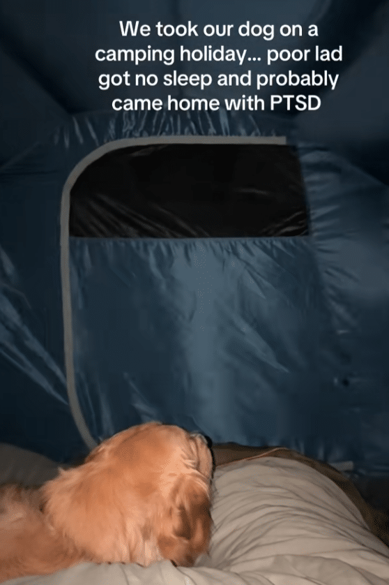 Golden Retriever’s Grumpy Camping Trip Goes Viral